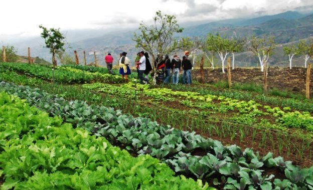Economía Social participó virtualmente del IX Congreso Latinoamericano de Agroecología realizado en Costa Rica y presentó la experiencia Ecohuertas Angostura