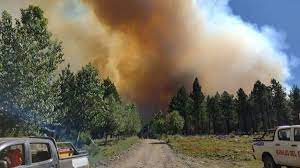 Aprobado: Plan para restaurar más de 4 mil hectáreas de bosque quemadas en Neuquén