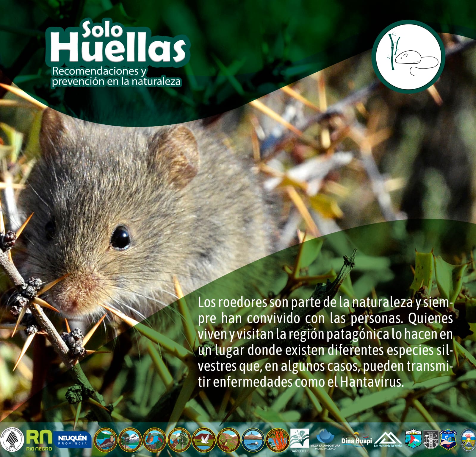 “Solo Huellas. Recomendaciones y cuidados en la naturaleza”: Hantavirus, prevenir enfermedades trasmitidas por roedores