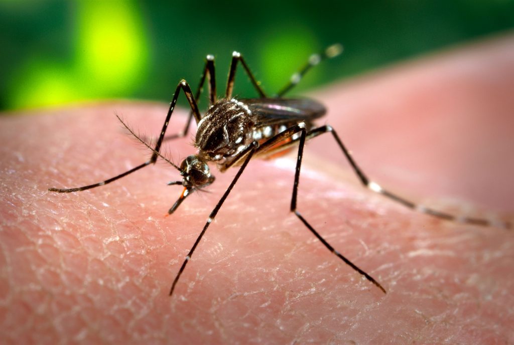 En agosto podría aprobarse la vacuna contra el dengue y estaría disponible para el próximo verano