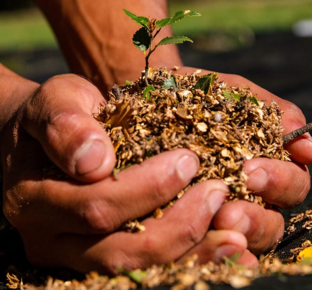 Una fundación planta árboles en la Patagonia