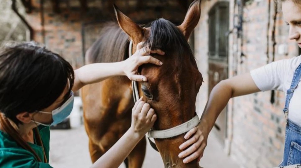 Suspenden jineteadas y eventos con caballos por el brote de encefalomielitis