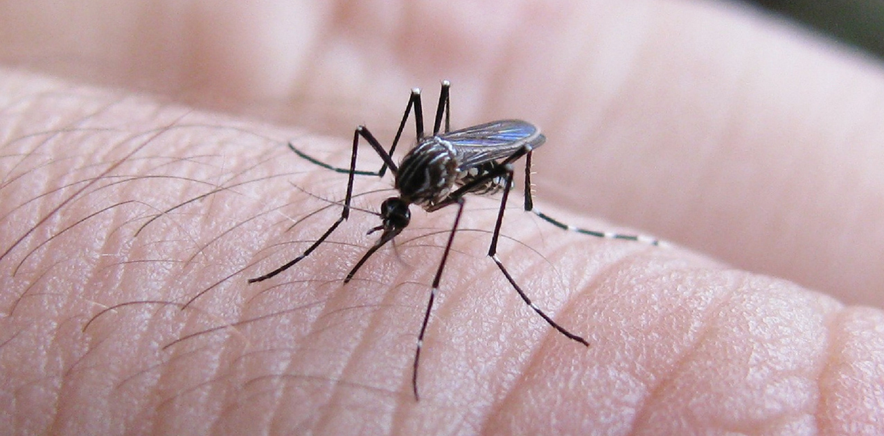 Neuquén: Un nuevo caso sospechoso de dengue