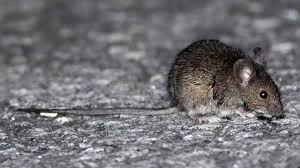 Bariloche: una mujer murió luego de contagiarse hantavirus y hay 24 personas aisladas