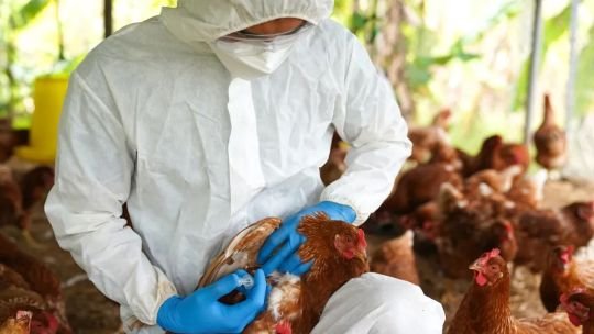 Senasa suspendió las exportaciones avícolas tras confirmar influenza aviar en un establecimiento comercial