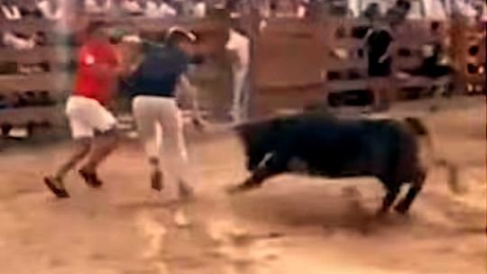 Un periodista fue embestido en vivo por una vaca en una broma que casi se convirtió en tragedia
