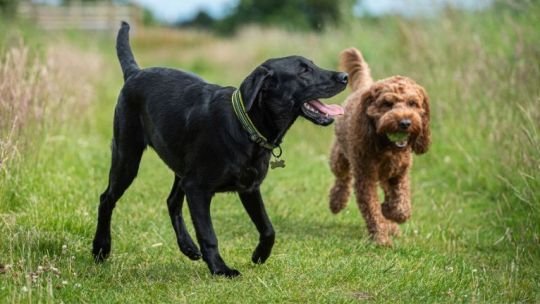 La Justicia rechazó homologar en un divorcio un acuerdo sobre el “cuidado personal” de dos perras