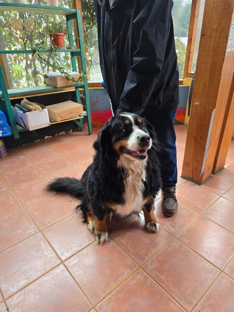 Exitosa campaña de vacunación y de inscripción para castración gratuita organizada por la Dirección de Zoonosis.