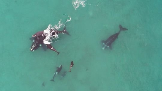 Ataque y defensa: lo qué revela el ataque de las orcas y la defensa de ballenas en Península Valdez