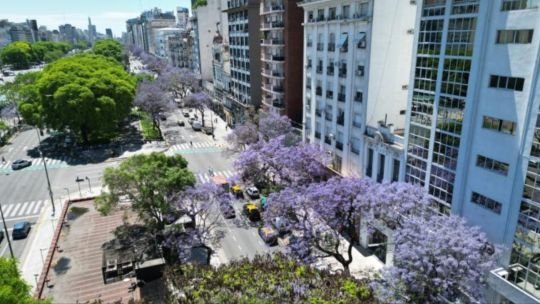 Comenzaron a florecer los jacarandás en las calles y parques porteños