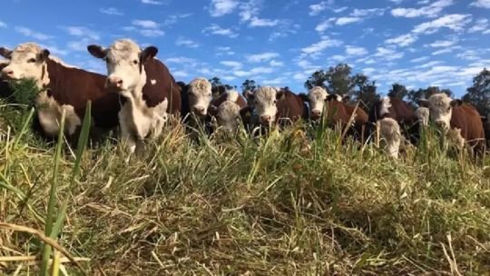 Problemas en el sector ganadero a raíz de la garrapata bovina: “Estamos perdiendo 0.000 por animal”