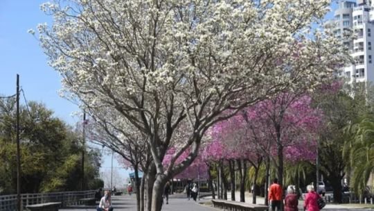 La primavera cada vez más cerca: se pronostican temperaturas cálidas en gran parte del país para esta semana