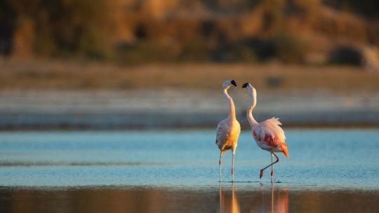 Global Big Day: Ansenuza se suma a la gran jornada mundial de observación de aves