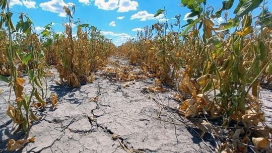 La Niña enciende primeras alarmas para los dólares que necesita Milei