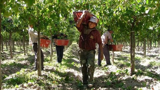 El Gobierno aumentó 10% la prestación por desempleo rural a partir de noviembre 2025