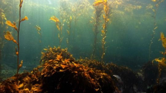 Argentina en el Nautilus: Técnica, cálculo y olvido social