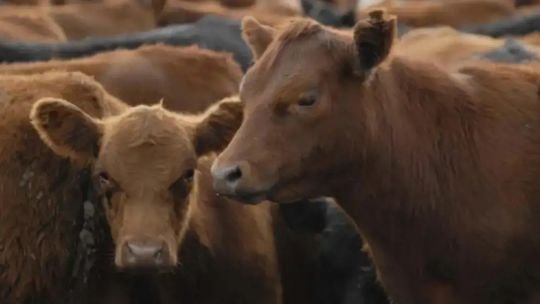 Intervención del Senasa en la lucha contra la garrapata bovina: cuáles son las medidas que implementará