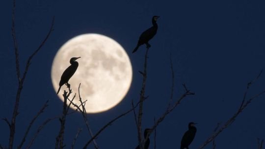 Cuándo será la Luna llena de noviembre y por qué se la conoce como la “Luna del Castor”