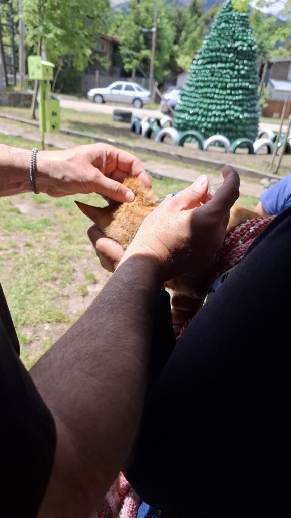 Jornada vacunacion Antirrábica y desparasitarios en la Plaza de los Niños – Barrio El Mallín