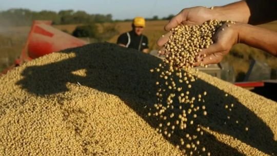 Sorpresa en el sector agropecuario ante la baja de las retenciones: “Fue una medida tomada muy rápidamente, a puertas cerradas”