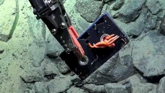 La nueva expedición del Conicet encontró un VHS a 2600 metros de profundidad