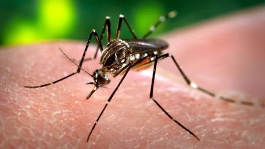 Dengue en Córdoba: cómo eliminar los criaderos de mosquitos
