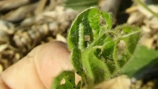 Avance descontrolado de palomas que arrasan cultivos: “El problema es heterogéneo y es cada vez más grave”