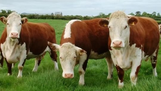 El impuesto a las emisiones de gas metano de la ganadería no funcionó en Dinamarca, Países Bajos y Nueva Zelanda