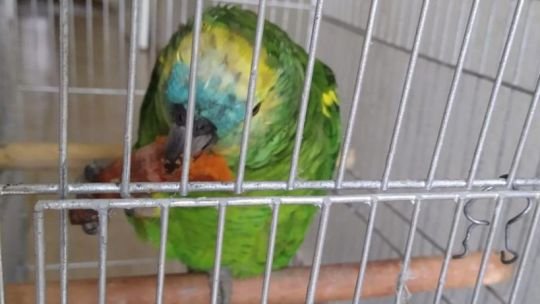 Apareció “Pipo”, el loro que había sido robado en Córdoba