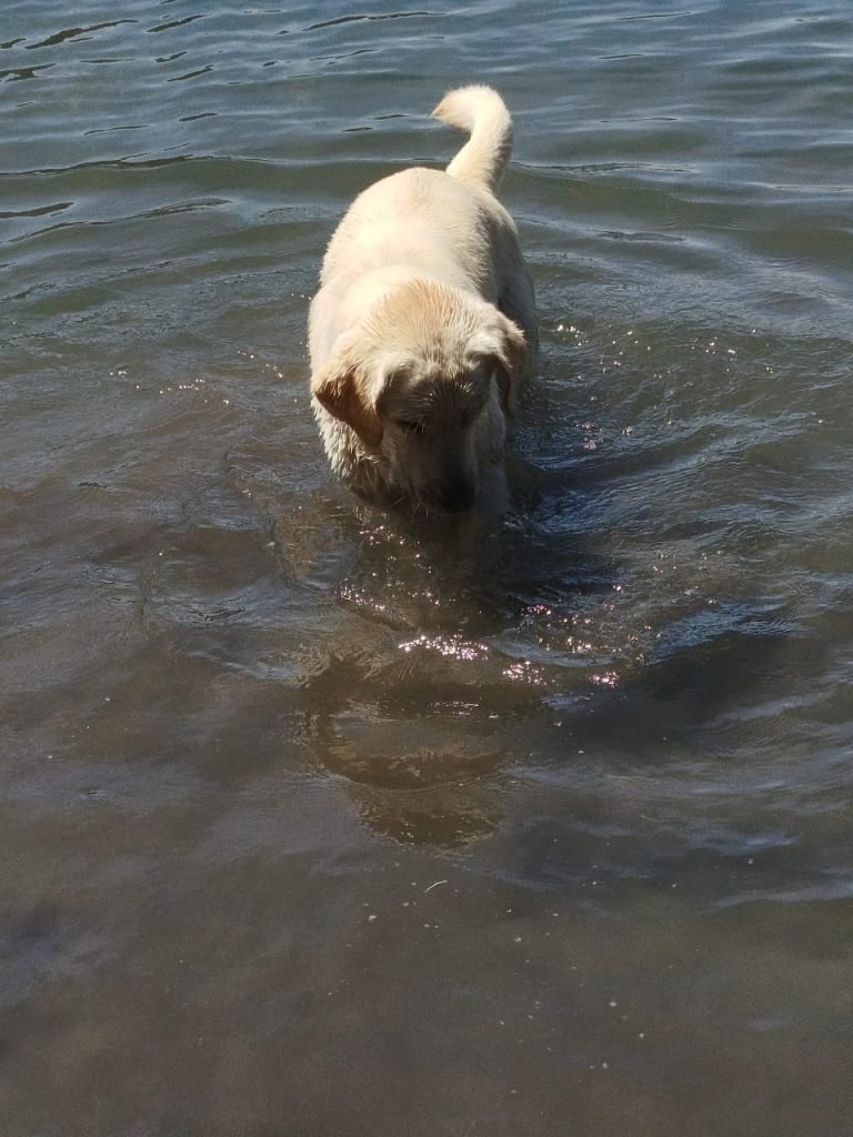 PROHIBIDO EL INGRESO DE PERROS A LAS PLAYAS DE VILLA LA ANGOSTURA