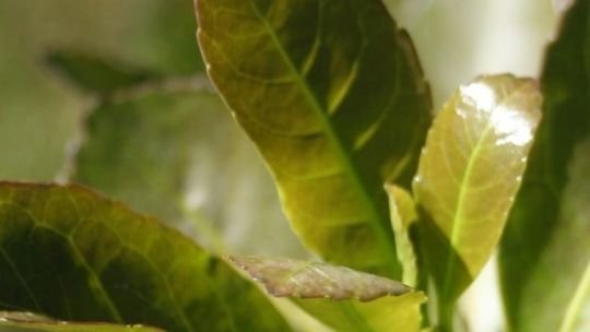 Reclamo de productor yerbatero a Milei: “Que escuche a los que ponemos el hombro en este país”