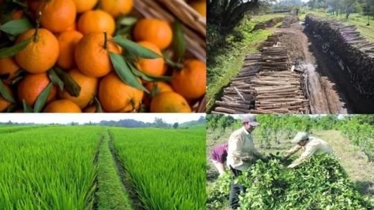 NEA 2025: reactivación desigual, consumo tensionado y expectativas moderadas para 2026