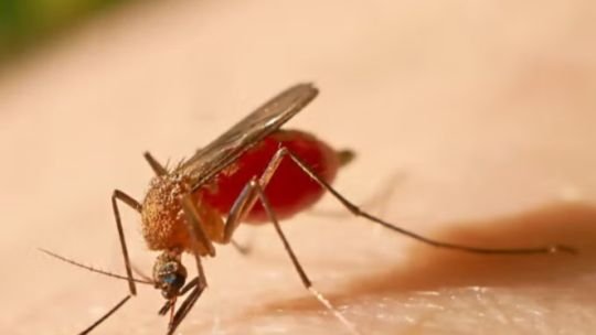 Día Mundial de la Fiebre Amarilla: estadísticas, síntomas y prevención de una enfermedad que aún amenaza a millones de personas