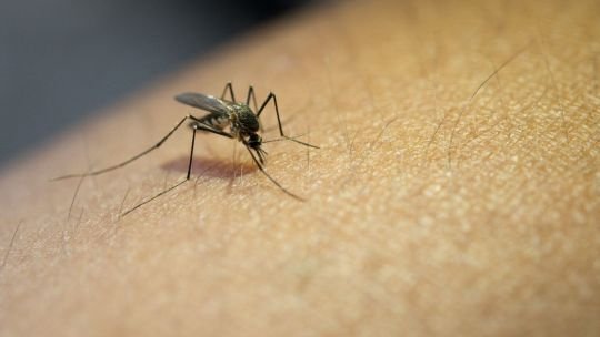 Chagas, dengue, lepra y más: las enfermedades tropicales olvidadas que siguen presentes y son enemigos silenciosos del mundo
