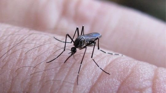 Alerta por dengue en Córdoba: detectan larvas del mosquito en casi el 12% de las viviendas