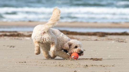 Vacaciones con tu perro: las mejores playas pet friendly de Argentina