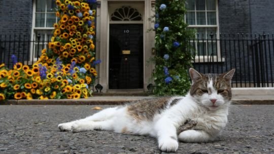 Larry, el verdadero ‘primer ministro británico’, cumple 15 años en 10 Downing Street
