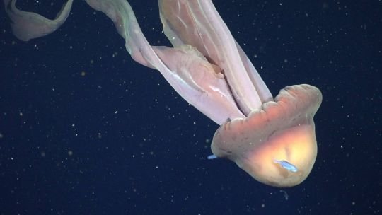 Streaming del CONICET: hallaron una medusa gigante en el Mar Argentino