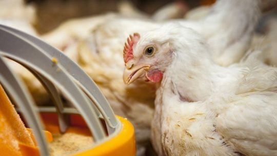 Gripe aviar: detectan un segundo caso en Buenos Aires y siguen las restricciones comerciales