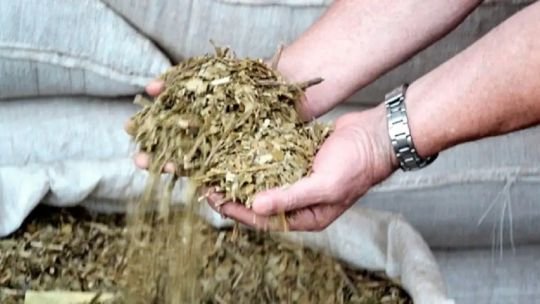 Yerba mate: advierten una caída en la calidad tras la desregulación del sector