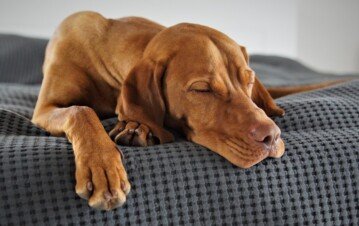 Las 7 señales de que tu perro te considera su persona favorita (y no a otro miembro de la familia)