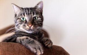 Ponerle sal al shampoo: para qué sirve este truco viral y qué dicen los expertos