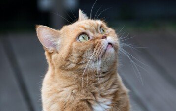 Qué significa que tu gato duerma sobre tu pecho: la explicación de los expertos