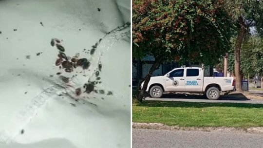 Clausuraron un hogar de ancianos en Trevelin, Chubut por plaga de chinches y condiciones insalubres