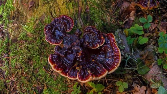 Para qué la investigación micológica en Argentina