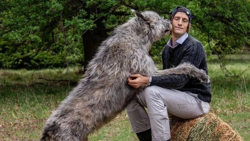 Por qué los perros giran en círculos antes de acostarse: la explicación que revela su instinto