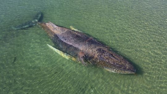 Una ballena encalló tres veces y parece estar estar “muriendo en vivo” en la costa del Baltico alemán
