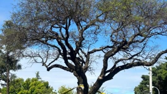 “El Quebracho blanco vive”: el festejo del municipio de Villa Allende por el rebrote del árbol de la polémica
