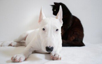 Llegó el frío: qué hay que revisar antes de encender las estufas de gas y evitar accidentes