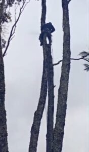 La Municipalidad y el EPEN, intervienen árboles en riesgo para garantizar la seguridad de vecinos y vecinas en Villa Correntoso